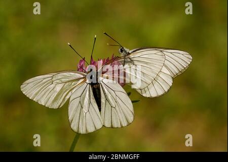Papillon blanc à veiné noir (Aporia crataegi) mâle approchant la femelle, Hautes-Alpes, France, juin. Banque D'Images