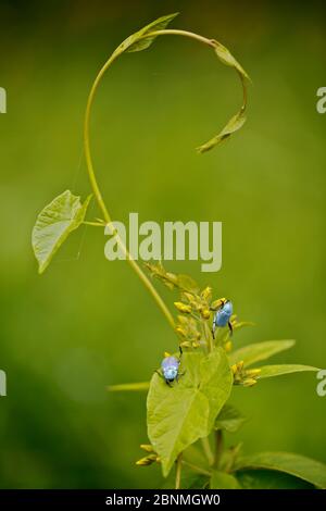 Coléoptère bleu métallisé (Hoplia coerulea), Loire, France, juillet. Banque D'Images