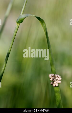 Œufs de la nyltacie de renard (Macrothylacia rubi), haute-Savoie, France, juin. Banque D'Images