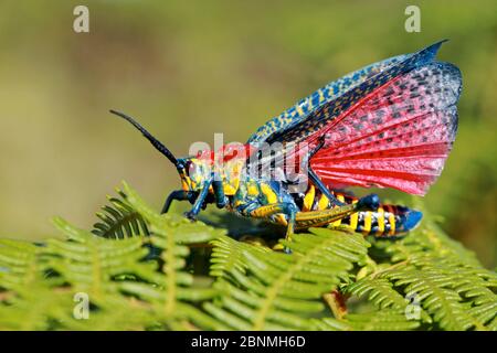 Criquet géant peint (Phymatéeus saxosus), Parc national Andringitra, Madagascar, novembre. Banque D'Images