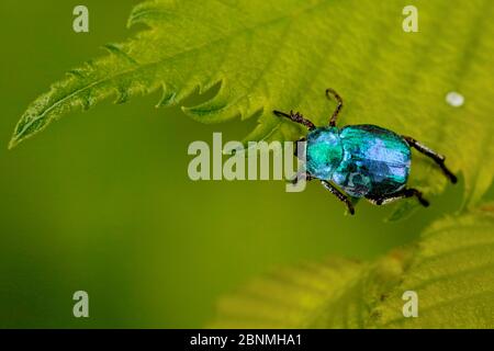 Coléoptère bleu métallisé (Hoplia coerulea), Loire, France, juillet. Banque D'Images