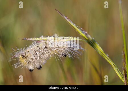 Chenille de la chenille de la chenille de la tussette sombre (Dicallomera fascelina) couverte de DEW, Parc naturel régional du Haut-Languedoc, France, mai. Banque D'Images