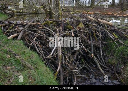 Barrage de 1,7 m de haut construit avec des branches d'arbre coupées et dépouillées d'écorce par des castors eurasiens (fibre de Castor) à travers un ruisseau dans les terres de Bamff, Aly Banque D'Images