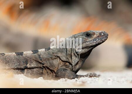 Iguana à queue épineuse (Ctenosaura similis) devant l'iguana verte (Iguana iguana), Réserve de biosphère de Banco Chinchorro, région des Caraïbes, Mexique Banque D'Images