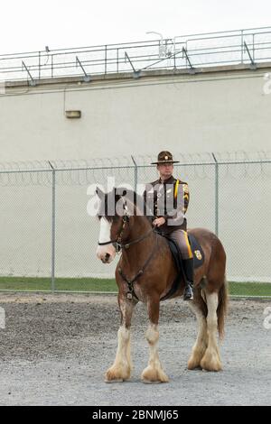 Le Delaware a monté un policier sur sa cheval Clydesdale, lors du Concours équestre de la police nationale américaine (NAPEC), à Kingston Peni Banque D'Images