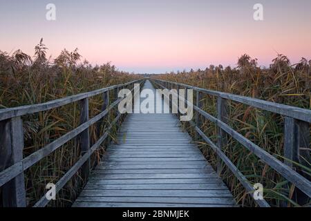 Promenade en bois dans des lits de roseaux peu avant le lever du soleil, Federsee, Allemagne, octobre 2015. Banque D'Images