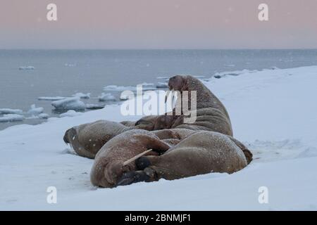 Groupe de morses (Odobenus rosmarus) sur la plage dans la neige hivernale, Arctique, île de Moffen, Svalbard, Spitsbergen, Norvège, avril Banque D'Images