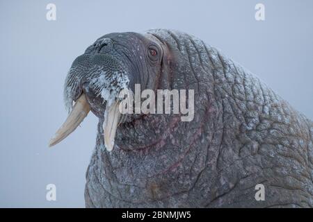 Morse (Odobenus rosmarus) en hiver, Arctique, île de Moffen, Svalbard, Spitsbergen, Norvège, avril Banque D'Images