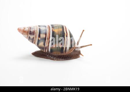 Escargot terrestre / escargot d'arbre (Liguus fasciatus achatinus) Cuba Banque D'Images