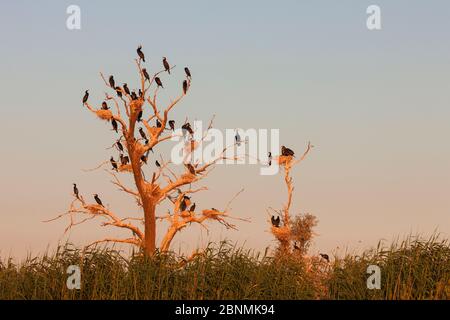 Grande colonie de Cormorant (Phalacrocorax carbo) nichant dans des arbres morts, Delta du Danube, Roumanie Banque D'Images