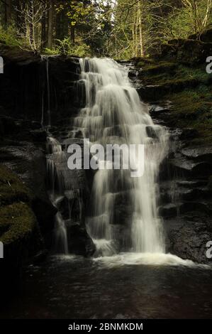 L'avant-dernière cascade sur Nant Bwrefwr, Blaen-y-Glyn, Forêt de Talybont. Banque D'Images