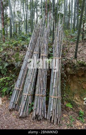 Tiges coupées en bambou (Phyllostachys heterocycla) triées pour le transport, mer de bambou de Shunan, Parc national de Shunan Zhuhai, Sichuan, Chine, avril 2015. Banque D'Images