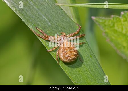 Femelle d'araignée de crabe commun (Xysticus cristatus), cimetière de Brockley, Lewisham, Londres, Royaume-Uni Mai Banque D'Images