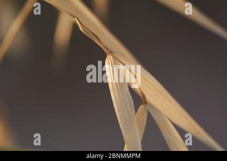 Plantes d'avoine dans un champ vert, céréales gros plan, macro Banque D'Images