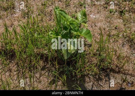 Une plante à tête de flèche à feuilles larges qui émerge avec de grandes feuilles dans la boue dans les zones humides avec des herbes environnantes, un jour ensoleillé au printemps Banque D'Images