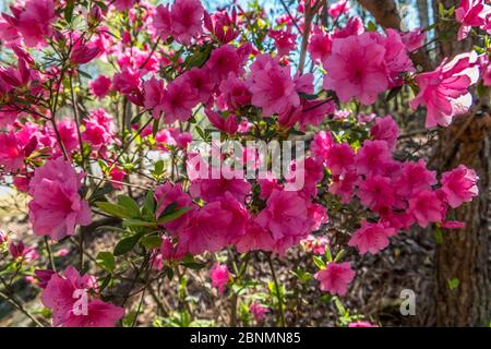 Un grand buisson azalée en pleine fleur avec des fleurs vives et vives de rose profond ou de magenta, par une journée ensoleillée au début du printemps Banque D'Images