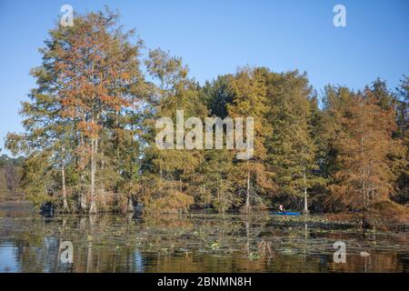 Cyprès chauve en automne (Taxodium distichum) à l'extrémité nord du cyprès, DE, parc national de Trap Pond Banque D'Images