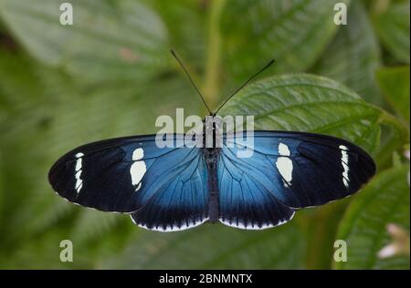 Sara à voilure longue (Heliconius sara) province El Oro, Réserve biologique de Buenaventura, Équateur Banque D'Images