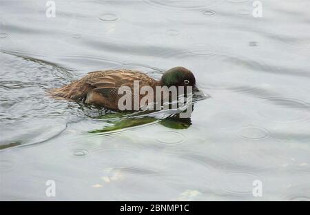 Cambell Island teal (Abas aucklandica) une espèce sans vol qui était considérée comme éteinte jusqu'à ce qu'elle soit trouvée sur l'île de Dent, un îlot isolé libre de rat au large de Cam Banque D'Images