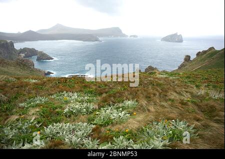 En regardant vers l'île Dent, où le sarde de de l'île Campbell (Aas aucklandica), longtemps disparu, a été redécouvert en 1975, à l'île Campbell, Subantar Banque D'Images