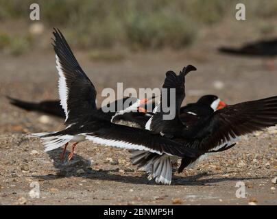 Black Skimmer (Rynchops niger), adultes en vol combattant dans une colonie, Port Isabel, Laguna Madre, South Padre Island, Texas, Etats-Unis. Juin Banque D'Images