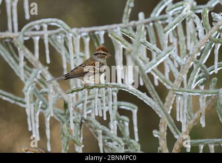 Bruant à chipping (Spizella passerina), adulte perché sur une branche glacée de la corolle de Noël (Cylindropuntia leptocaulis), Hill Country, Texas, États-Unis. Janvier Banque D'Images