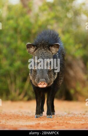 Peccary à collier (Tayassu tajacu), adulte, Texas du Sud, États-Unis. Mai Banque D'Images