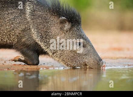 Peccary à collier (Tayassu tajacu), boisson pour adultes, Texas du Sud, États-Unis. Mai Banque D'Images