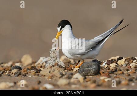 Petit sternum (Sterna antillarum), adulte avec jeunes éclos, Port Isabel, Laguna Madre, South Padre Island, Texas, États-Unis. Juin Banque D'Images