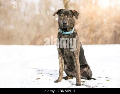 Un chien mixte bringé portant un collier bleu assis à l'extérieur dans la neige Banque D'Images