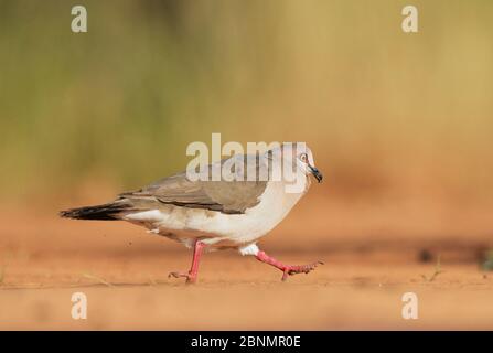 Dove à bout blanc (Leptotila verreauxi), adulte courant, Rio Grande Valley, Texas du Sud, Texas, États-Unis. Mai Banque D'Images