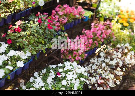 Gros plan de diverses fleurs blanches et roses dans des pots en plastique Banque D'Images