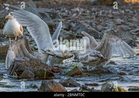 Goéland argenté (Larus argentatus) qui combat contre le hareng d'Alomena (Alosa pseudoharengus) Parc national Acadia, Maine, États-Unis, juin Banque D'Images