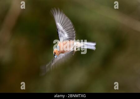 Chaffinch mâle (Fringilla coelebs) volant. Dorset, Royaume-Uni, avril. Banque D'Images