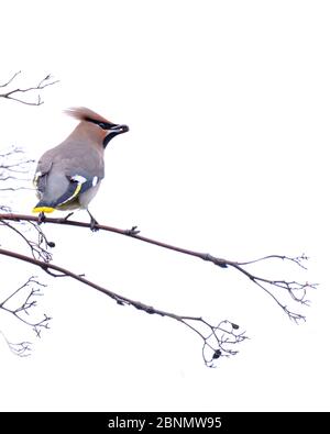 Waxwing ou oiseau de peste Banque D'Images