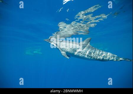 Dauphin à tourterelle (Stenella longirostris) qui vient à la surface pour respirer, côte de Kona, Hawaï, États-Unis, août Banque D'Images