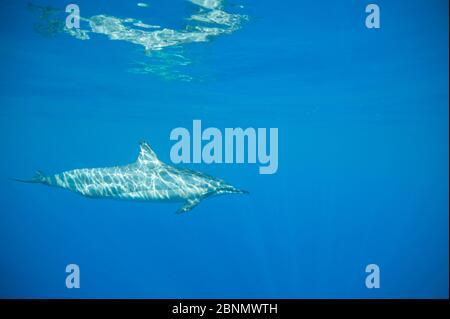 Profil du dauphin à tourterelle (Stenella longirostris) juste en dessous de la surface, côte de Kona, Hawaii, États-Unis, août Banque D'Images