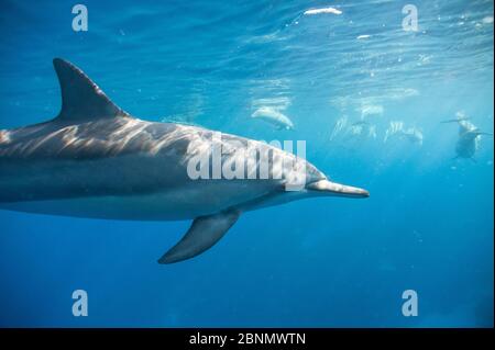 Profil de dauphin à disque (Stenella longirostris) sous-marin, côte de Kona, Hawaii, États-Unis, août Banque D'Images