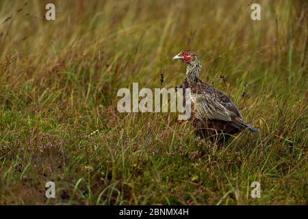 Pheasant (Phasianus colchicus) mâle dans les prairies, Jura, Écosse, Royaume-Uni septembre Banque D'Images