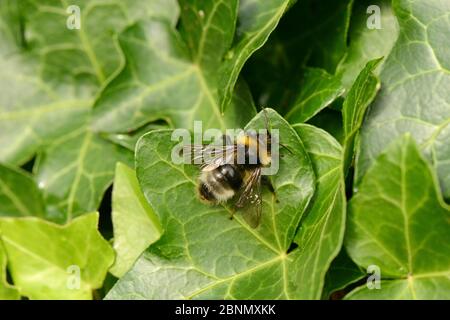 Forêt de mâles Cuckoo Bumblebee (Bombus sylvestris) sur Ivy (Hedera Helix), Herefordshire, Angleterre.