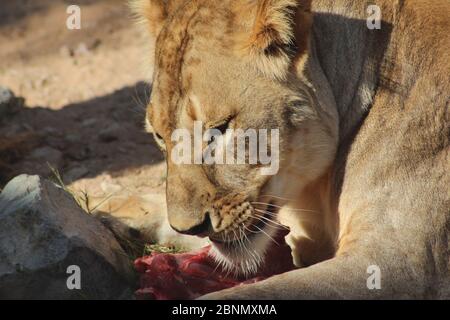 Un lion mange de la viande au zoo d'Al Ain à Al Zin, aux Émirats arabes Unis. Banque D'Images