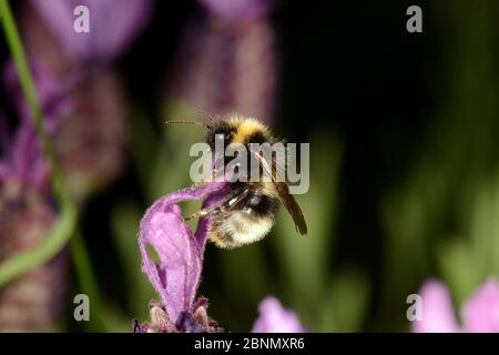 Forêt de mâles Cuckoo Bumbelbee (Bombus sylvestris), jardin, Herefordshire, Angleterre.