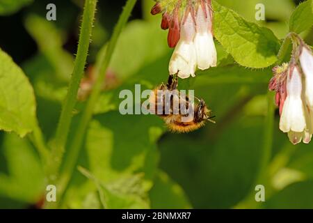 L'abeille commune (Bombus Pascuorum) pollinisant la confréie rampante (Symphytum grandiflorum) dans le jardin, Herefordshire, Angleterre, Royaume-Uni, mai. Banque D'Images