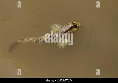 Siphères (Periophthalmus sp) nageant dans des mangroves à marée haute, parc national de Bako, Sarawak, Bornéo. Malaisie. Banque D'Images