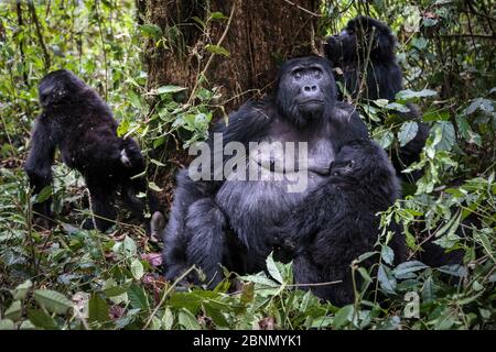 Gorille des basses terres de l'est (Gorilla beringei graueri) femelle allaillant son bébé, Groupe Chimanuka, Parc national de Kahuzi-Biega, province du Sud-Kivu, Democra Banque D'Images