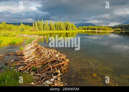 Barrage Beaver près de Healy Alaska Banque D'Images