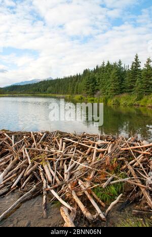 Barrage Beaver près de Healy Alaska Banque D'Images