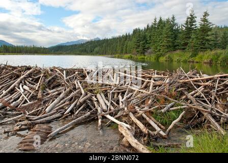 Barrage Beaver près de Healy Alaska Banque D'Images