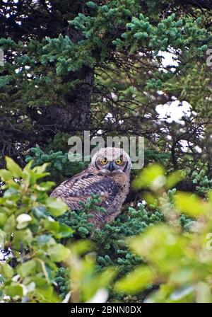 Grand hibou gris qui s'enfuit sur un arbre Banque D'Images