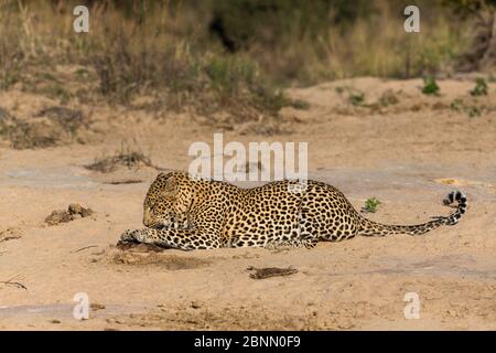 Léopard (Panthera pardus) Grand mâle roulant dans Wildebeest dung, après avoir mangé un peu, Afrique du Sud Banque D'Images